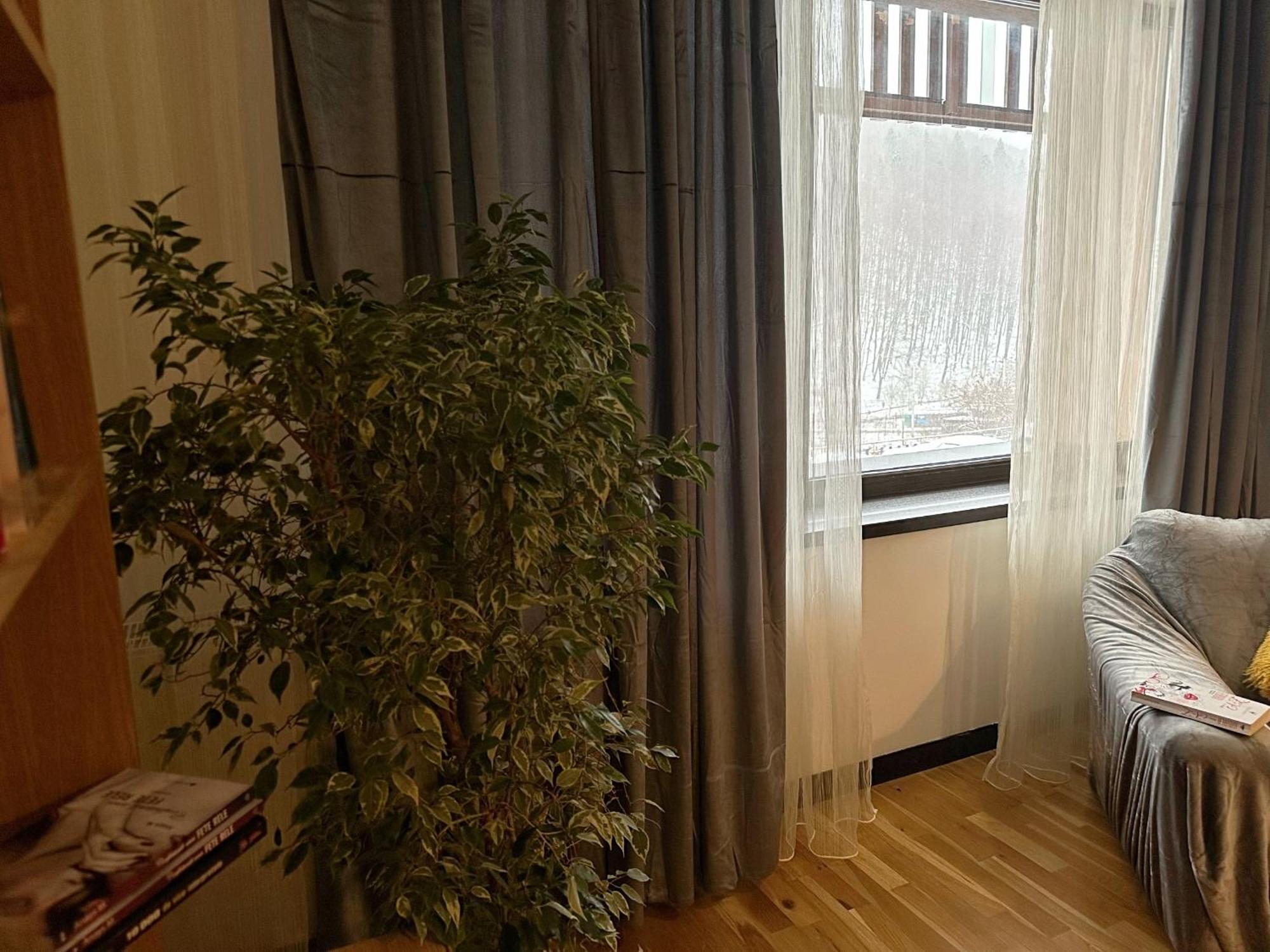 Apartament “La Iepure” براشوف المظهر الخارجي الصورة